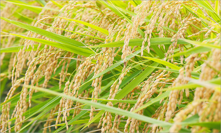 イメージ画像:稲穂